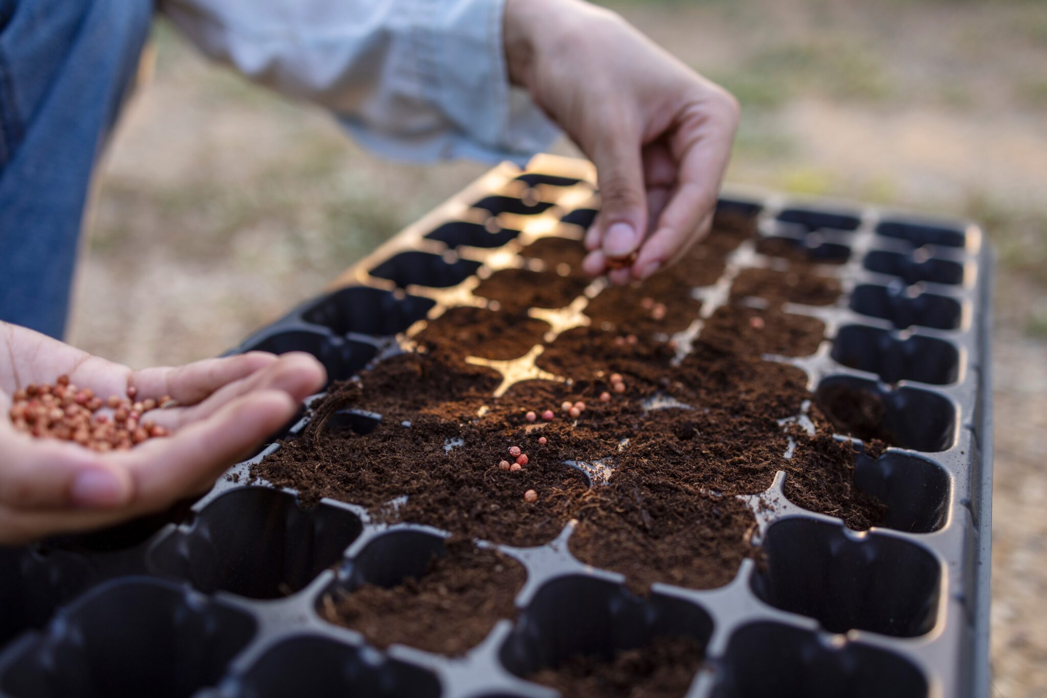 Farmer's,Hands,Put,Seeds,In,Planting,Plastics,Trays.